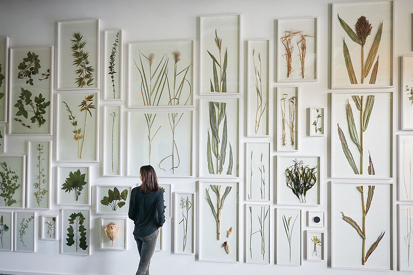 Eine Frau steht vor einer Wand mit einem großen aufgehängten Herbarium. Sie sieht im Vergleich ganz klein aus. An der Wand hängen gepresste Pflanzen, die weiß gerahmt sind.